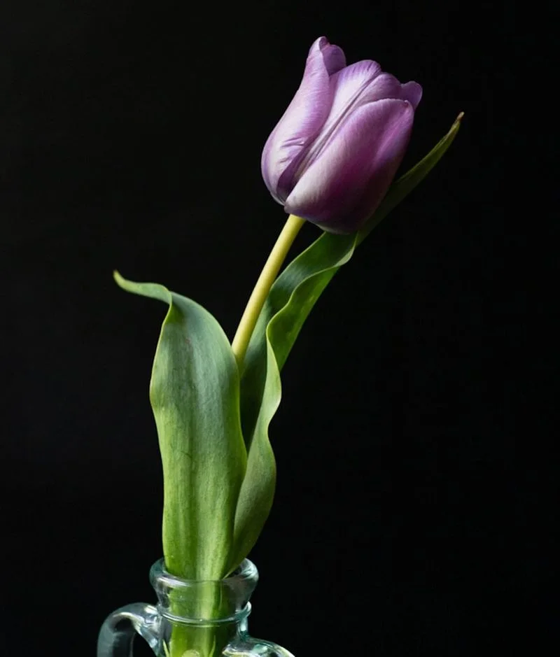 Tulip