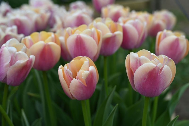 Tulip