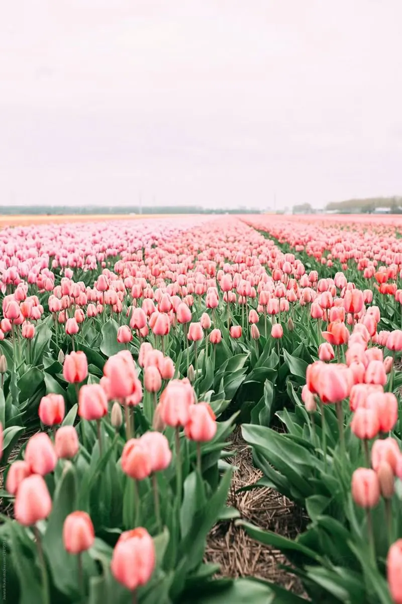 Tulip