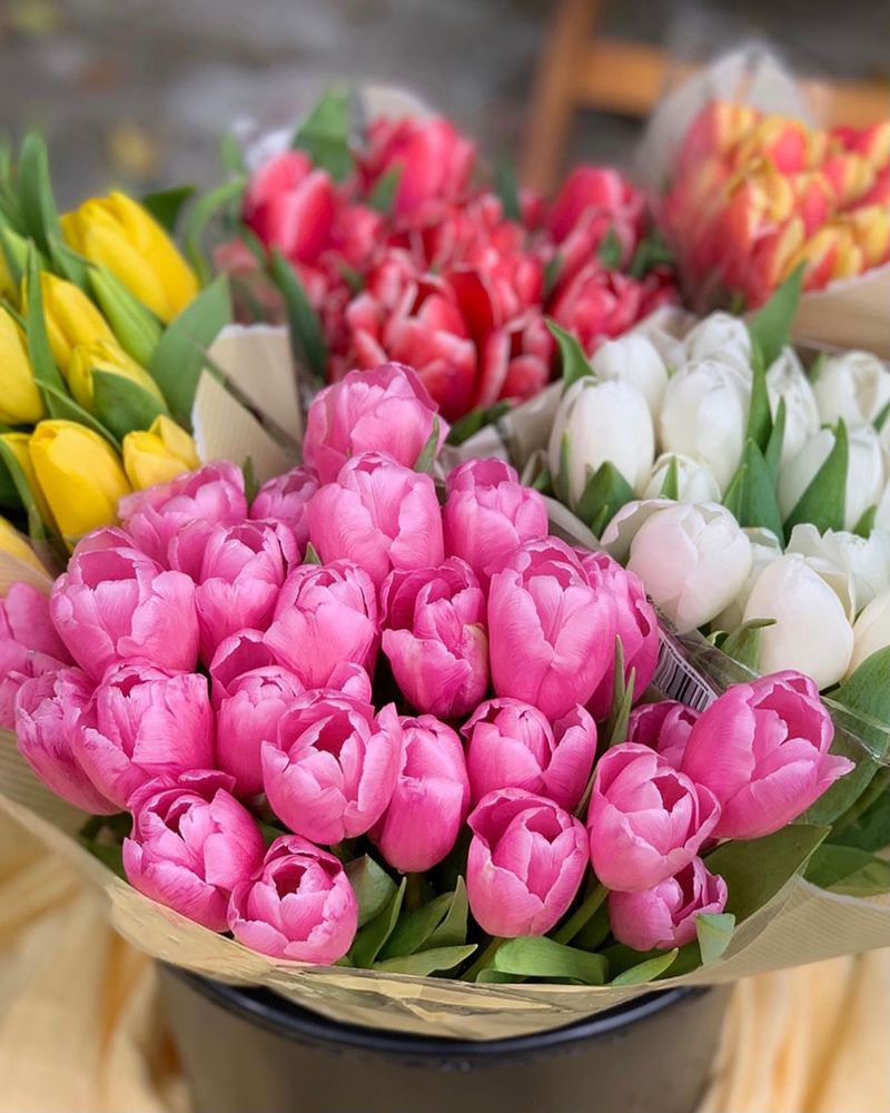 Tulips