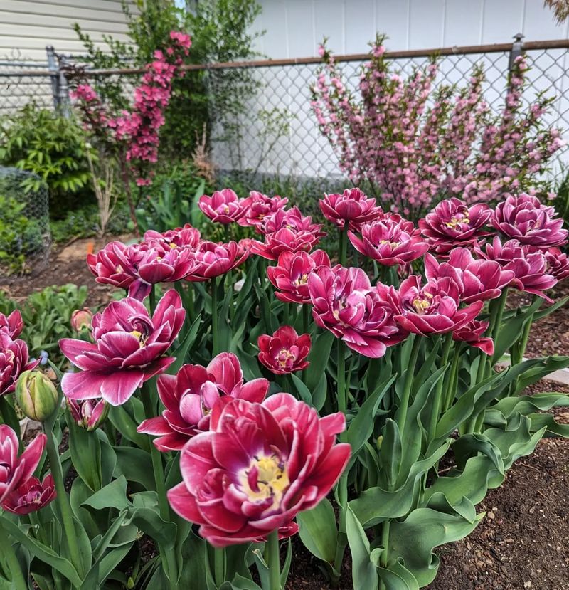 Tulips