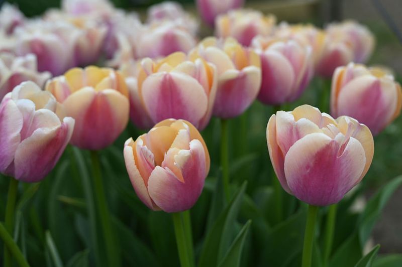 Tulips
