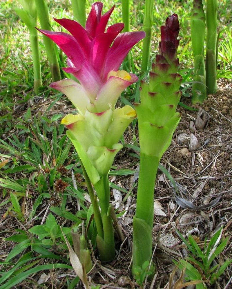 Turmeric