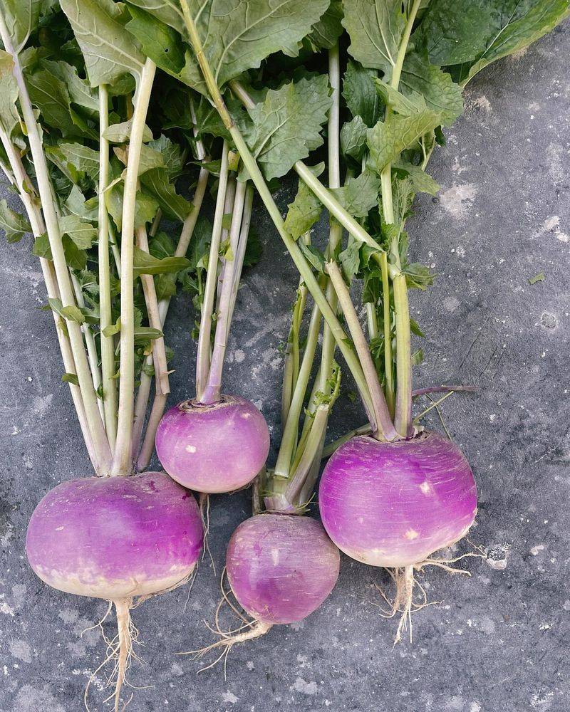 Turnip