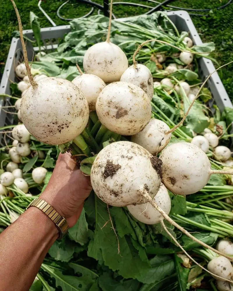 Turnips