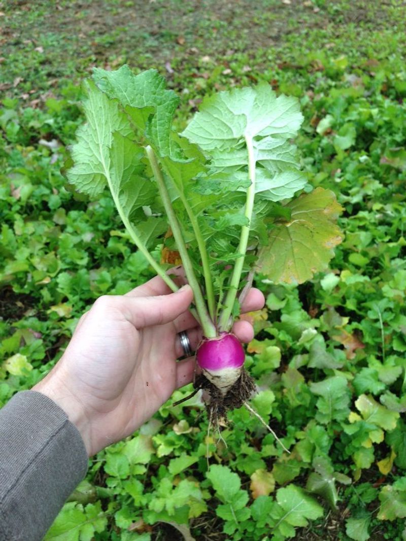 Turnips