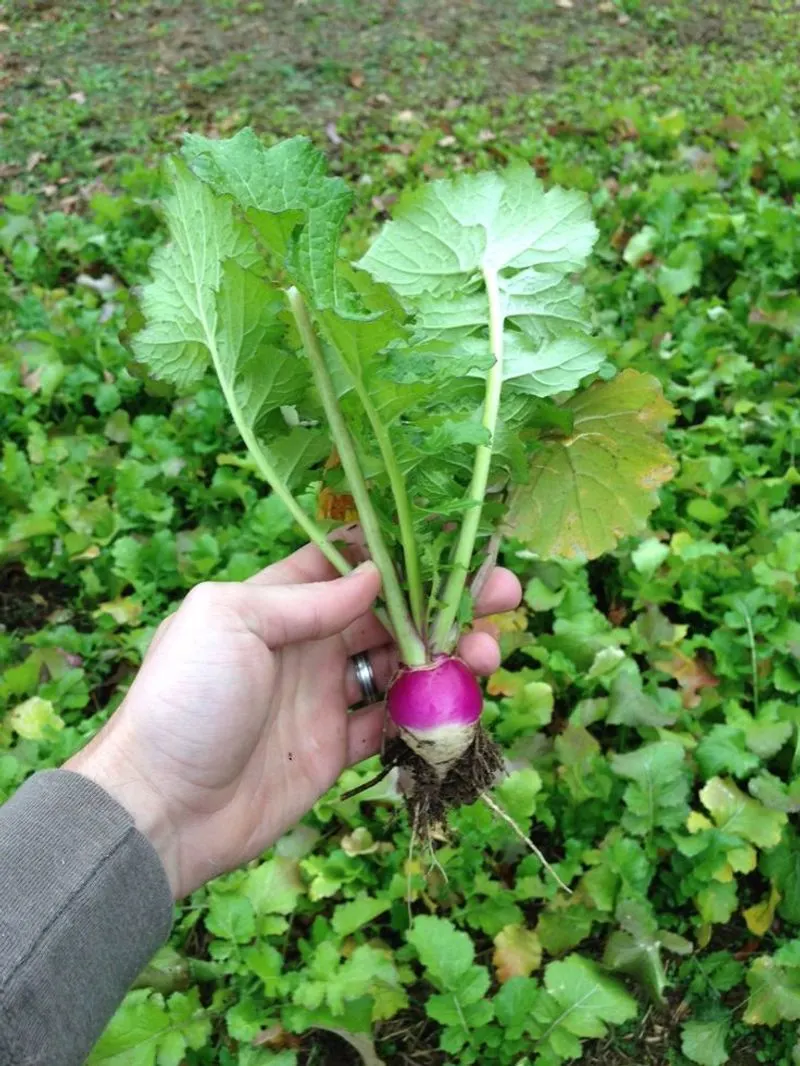 Turnips