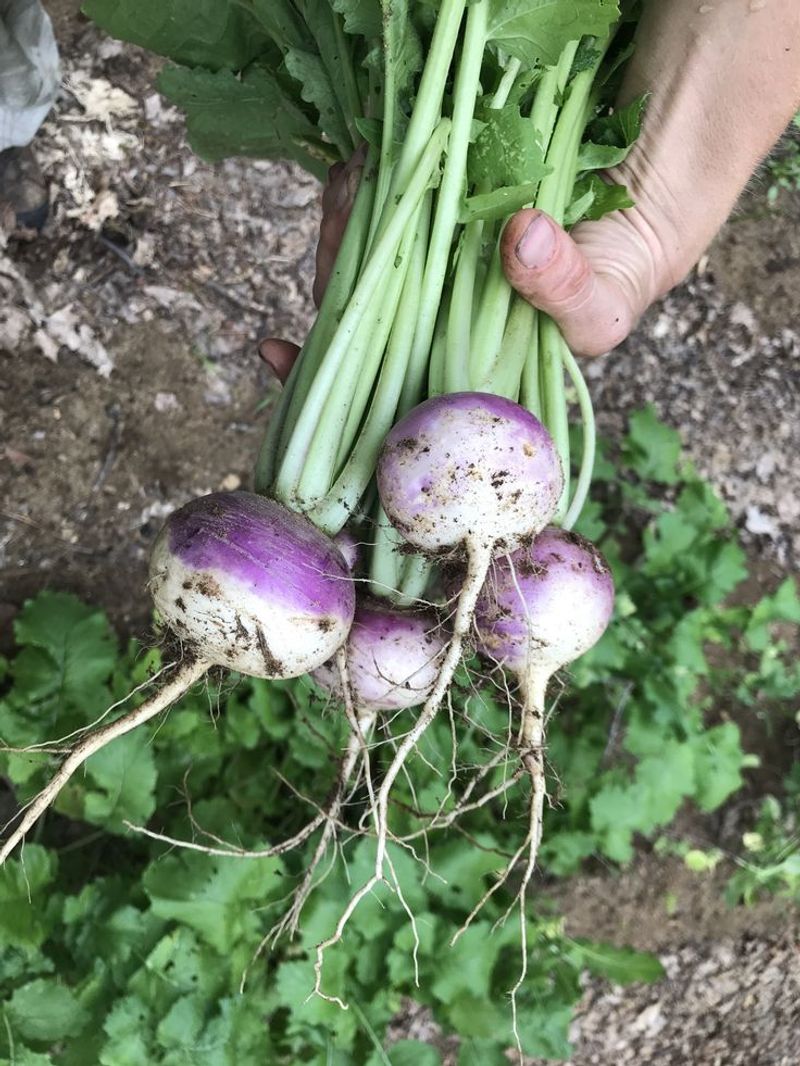 Turnips