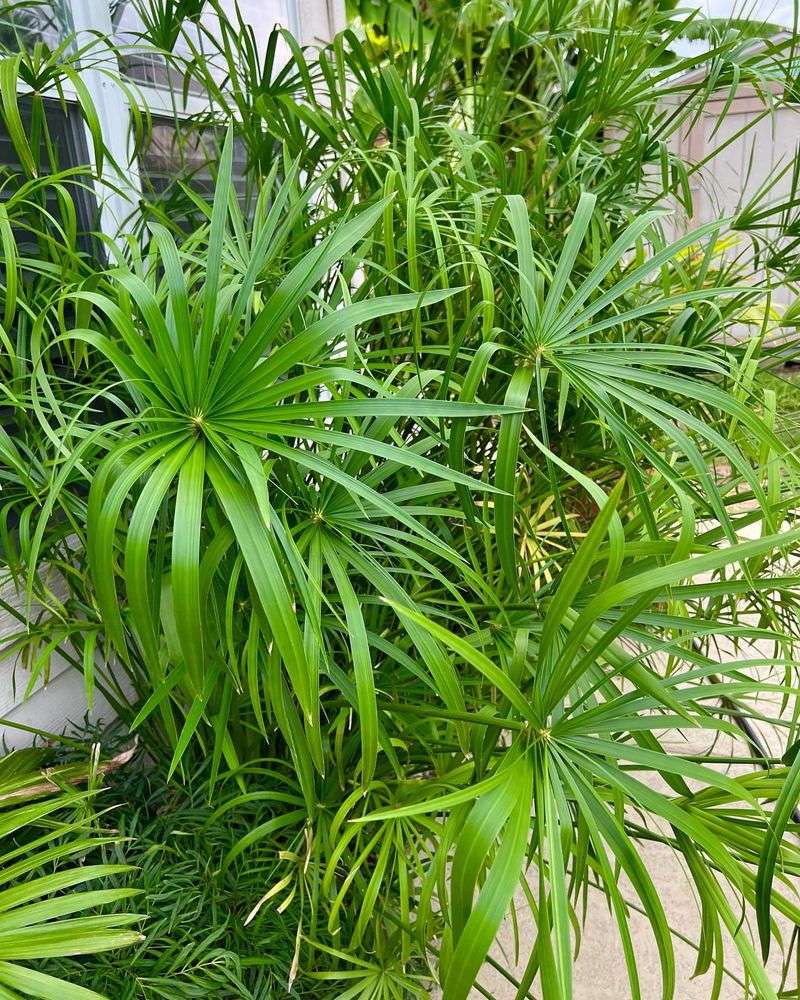 Umbrella Palm