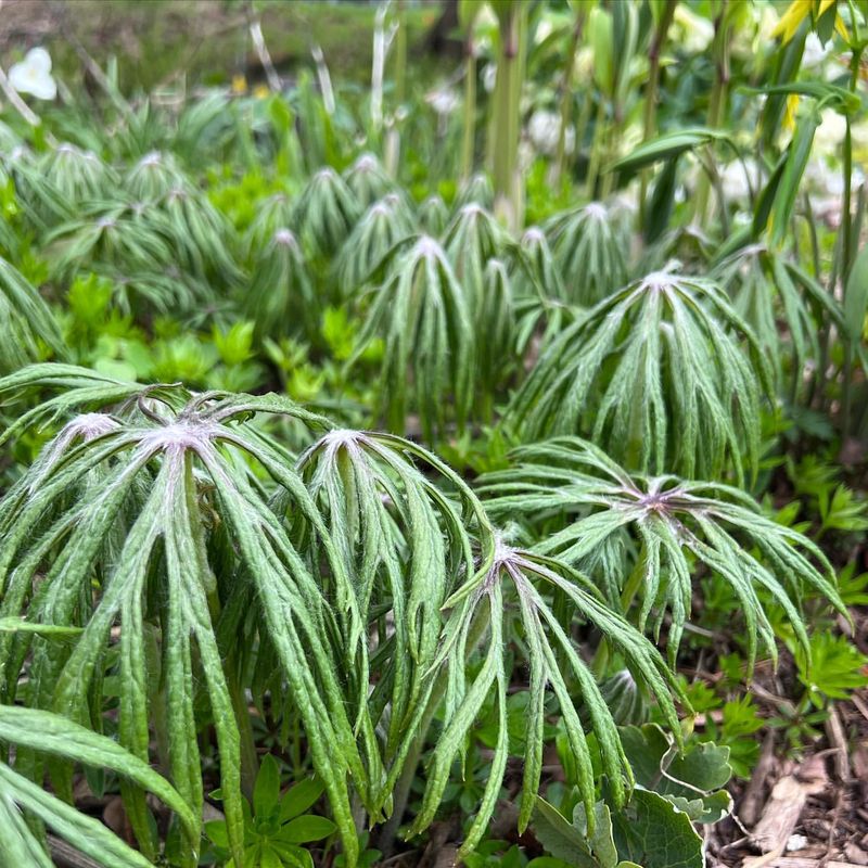 Umbrella Plant