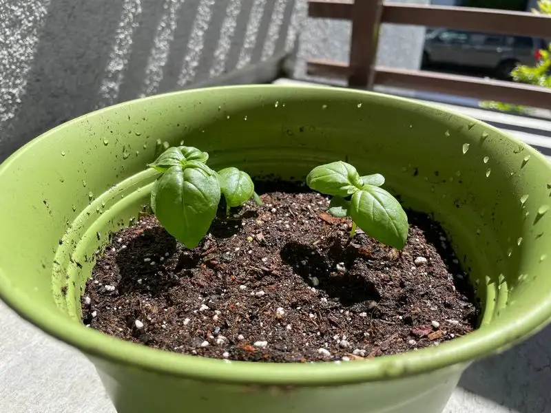 Unanticipated Transplant Shock