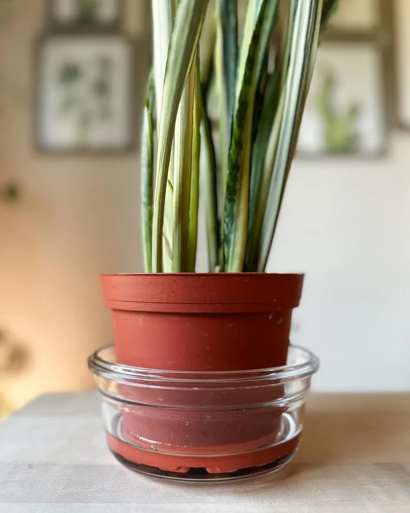 Understanding Plant Needs