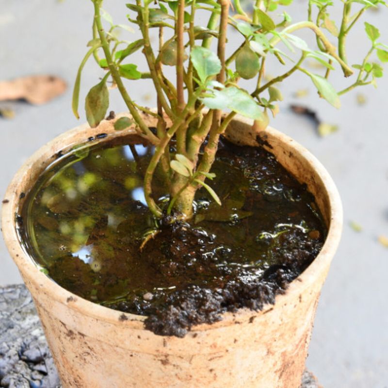 Underwatering