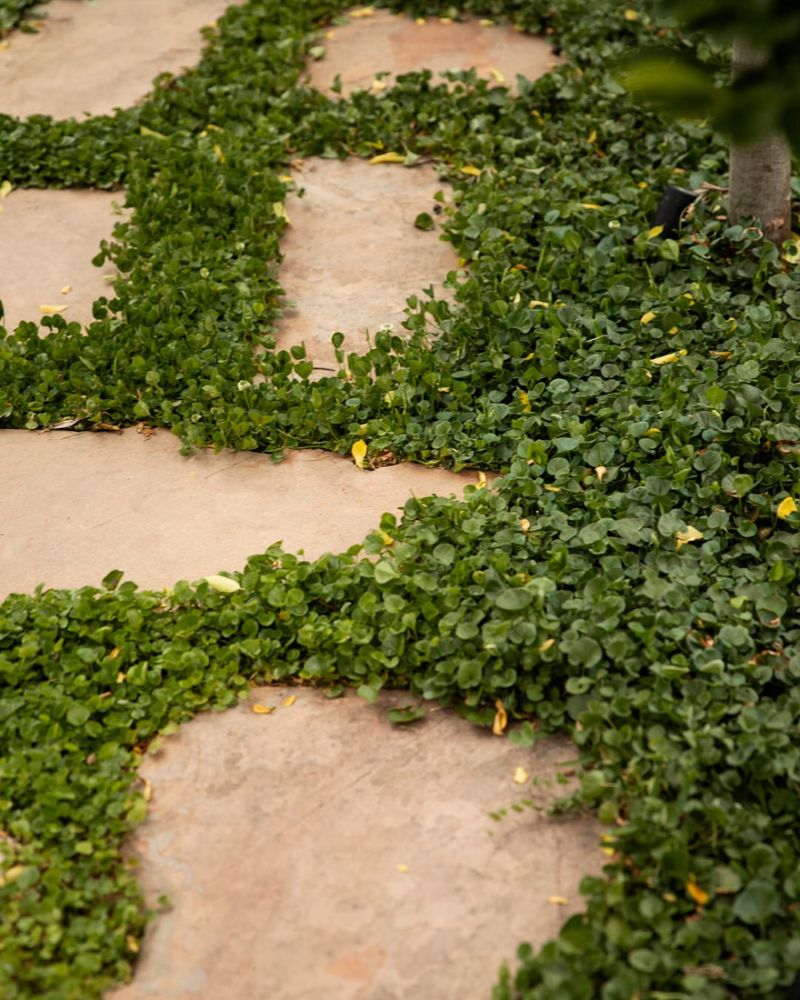 Low-Maintenance Shrubs and Ground Covers
