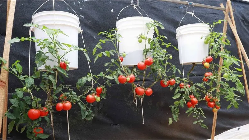 Upside-Down Tomato Planter