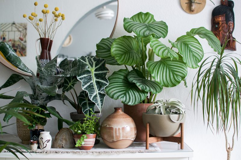 Urban Jungle