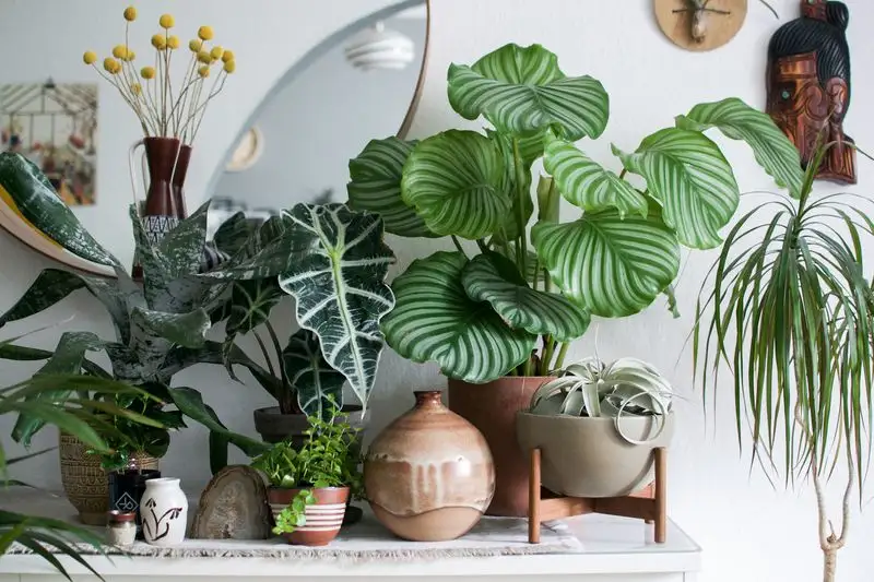 Urban Jungle