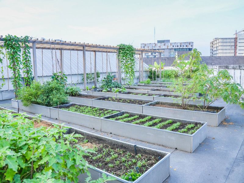 Urban Rooftop Garden