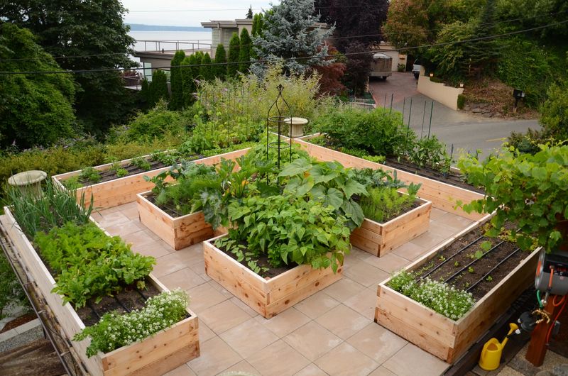 Urban Rooftop Gardens
