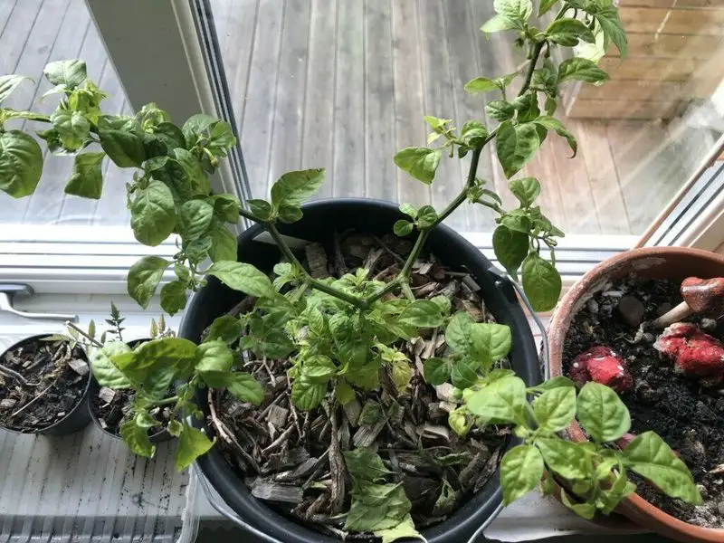 Use Grow Lights