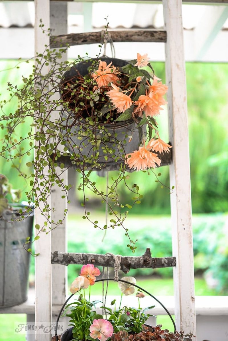 Use a Ladder as Plant Display