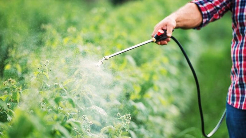 Using Chemical Pesticides Excessively