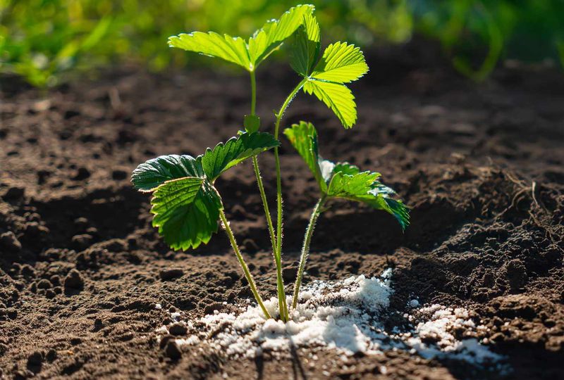 Using Fertilizer Incorrectly