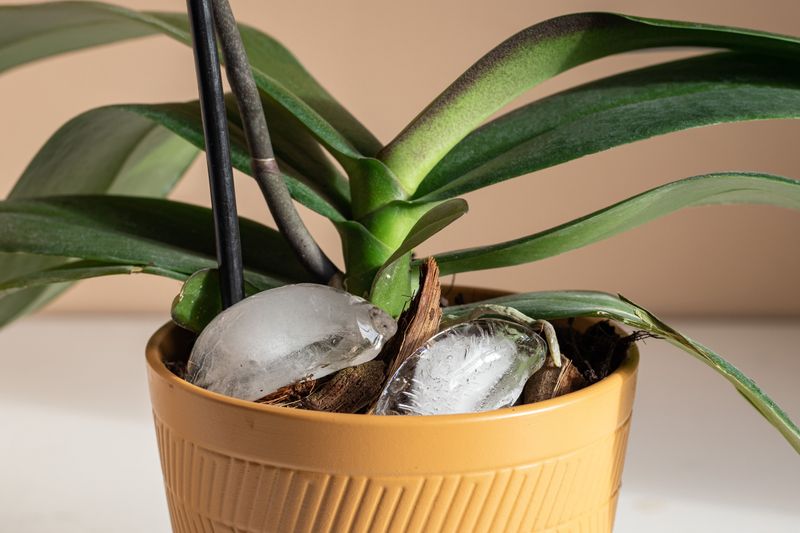 Using Ice Cubes