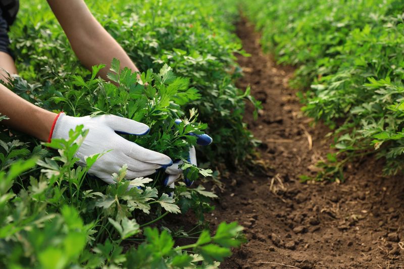 Using Quality Soil