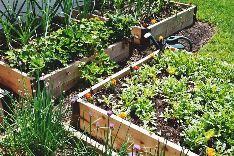 Using Raised Beds for Better Drainage