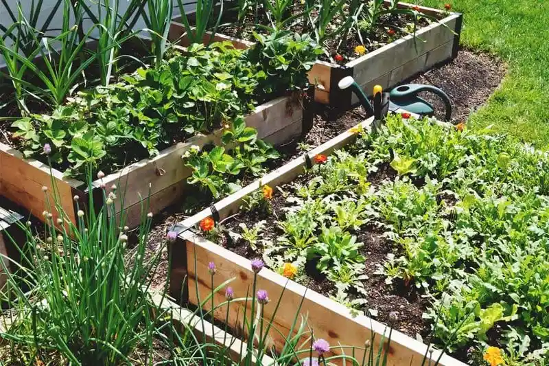 Using Raised Beds for Better Drainage