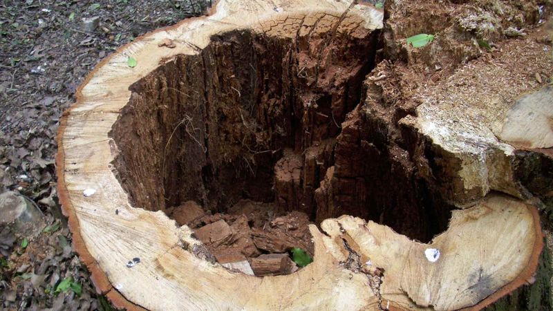 Rotting with Compost