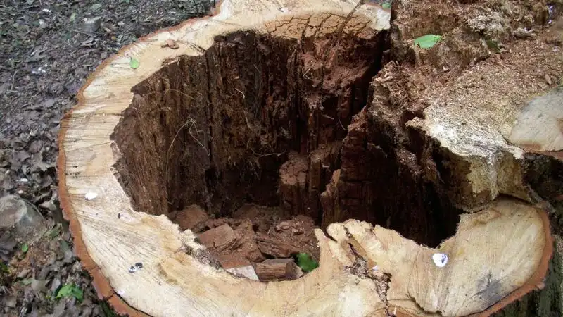 Rotting with Compost