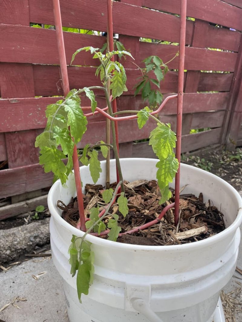 Using the Wrong Soil