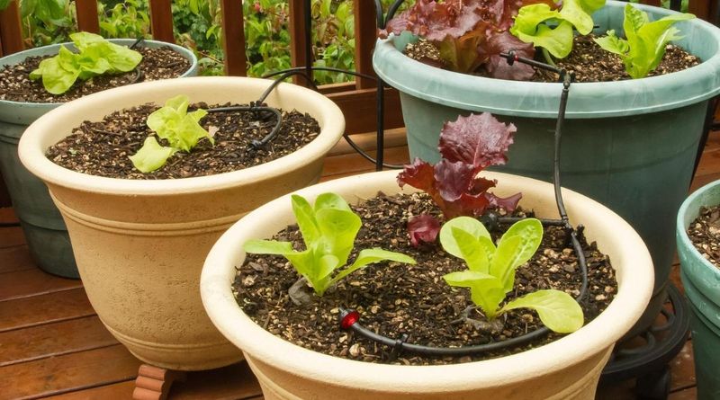 Using the Wrong Soil