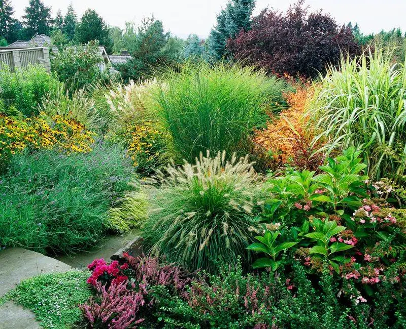 Utilizing Ornamental Grasses