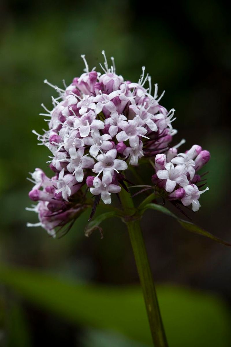 Valerian