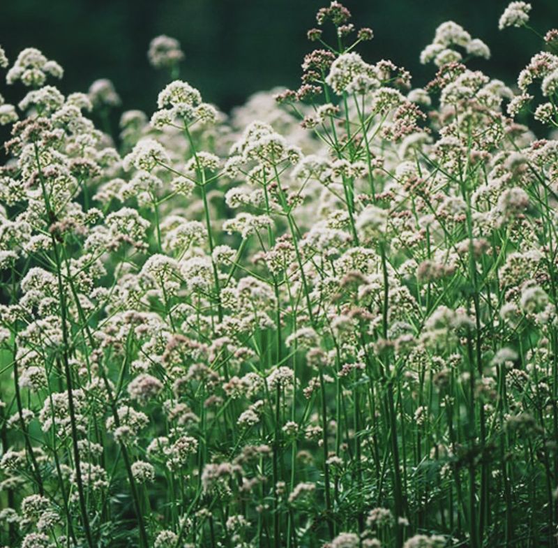 Valerian