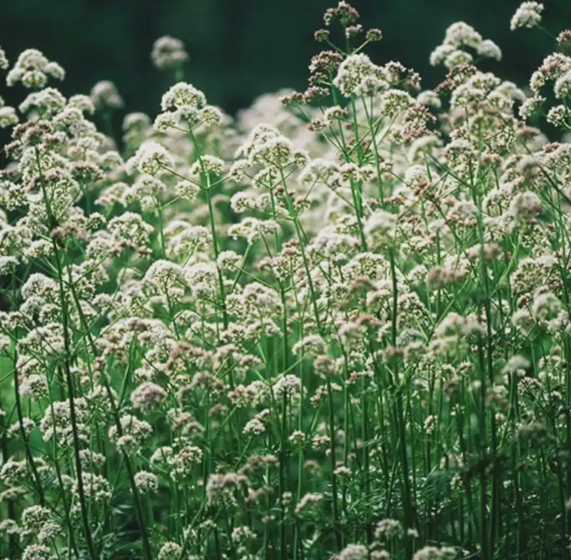 Valerian