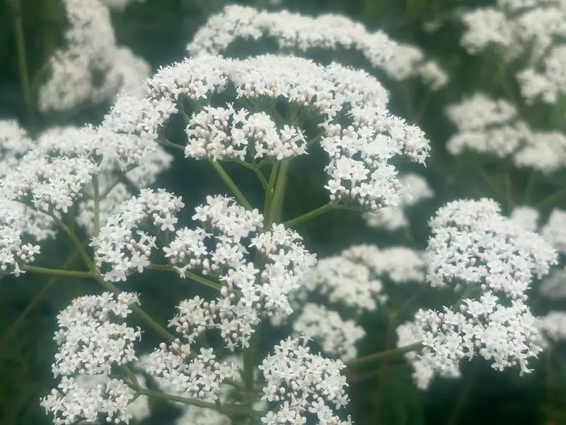 Valerian