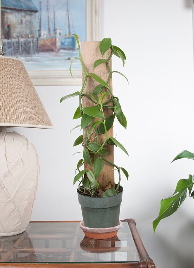 Vanilla Bean