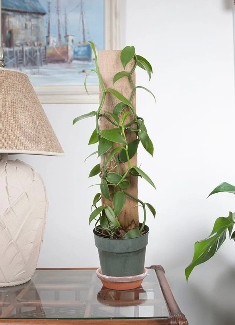 Vanilla Bean