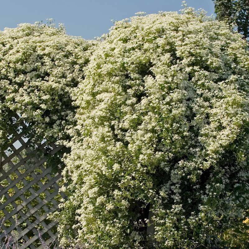 Vanilla Lace Vine