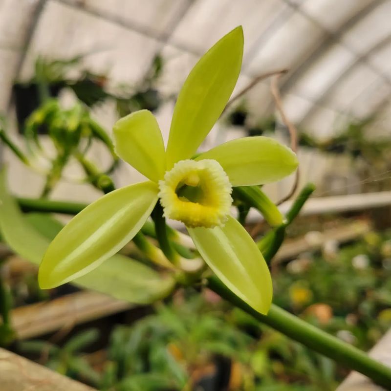 Vanilla Orchid