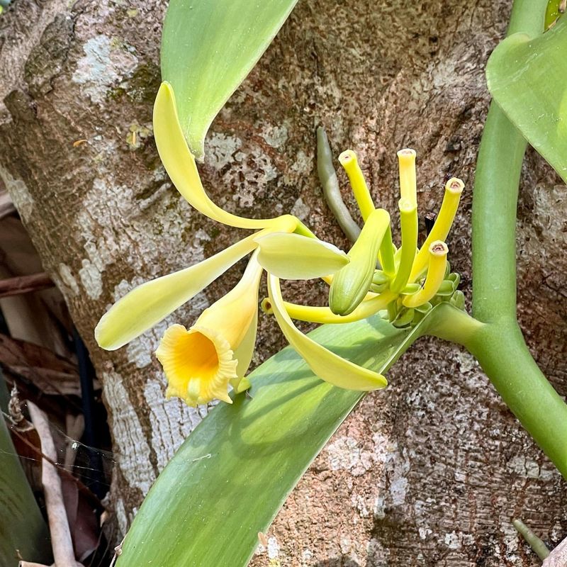 Vanilla Orchid