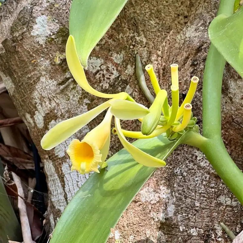 Vanilla Orchid
