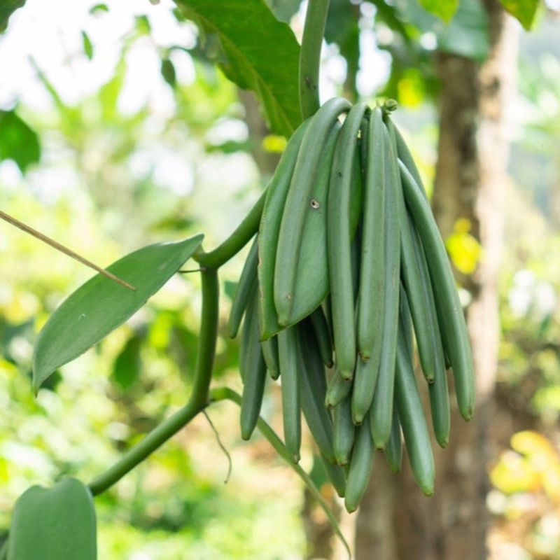 Vanilla Pod Tree
