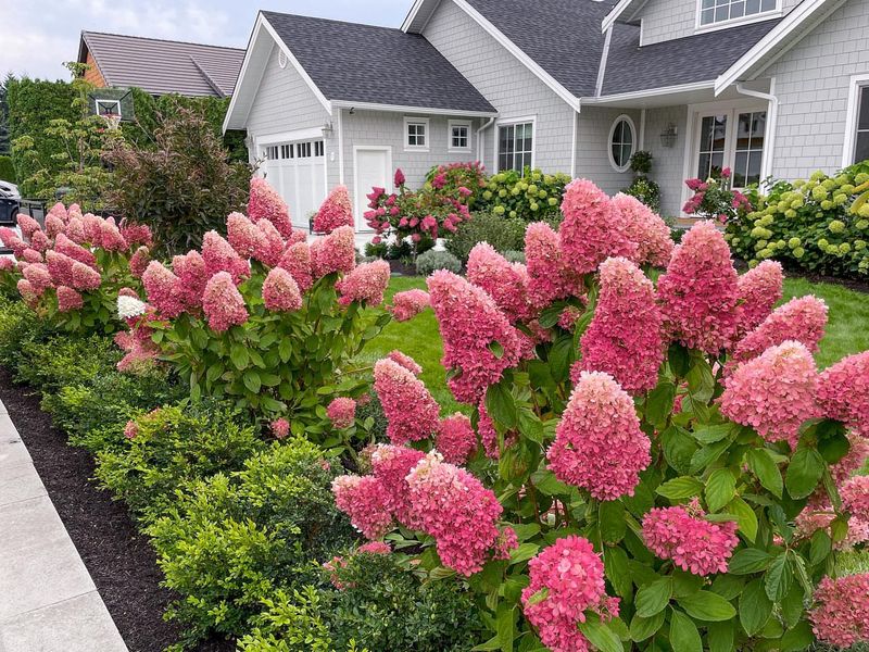 Vanilla Strawberry Hydrangea