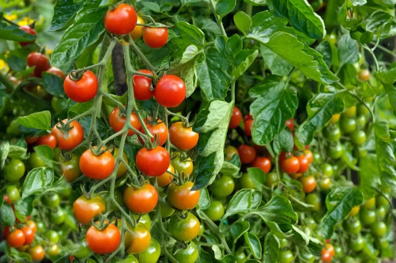 Variety Selection