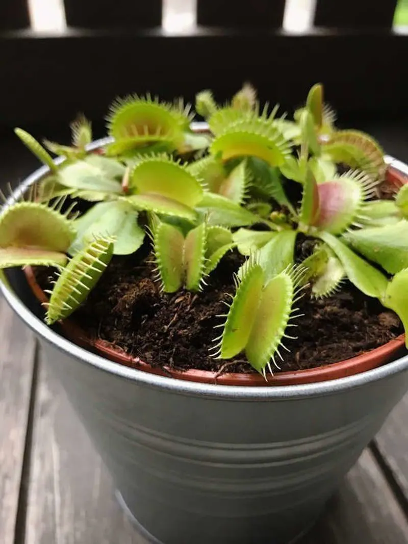 Venus Flytrap